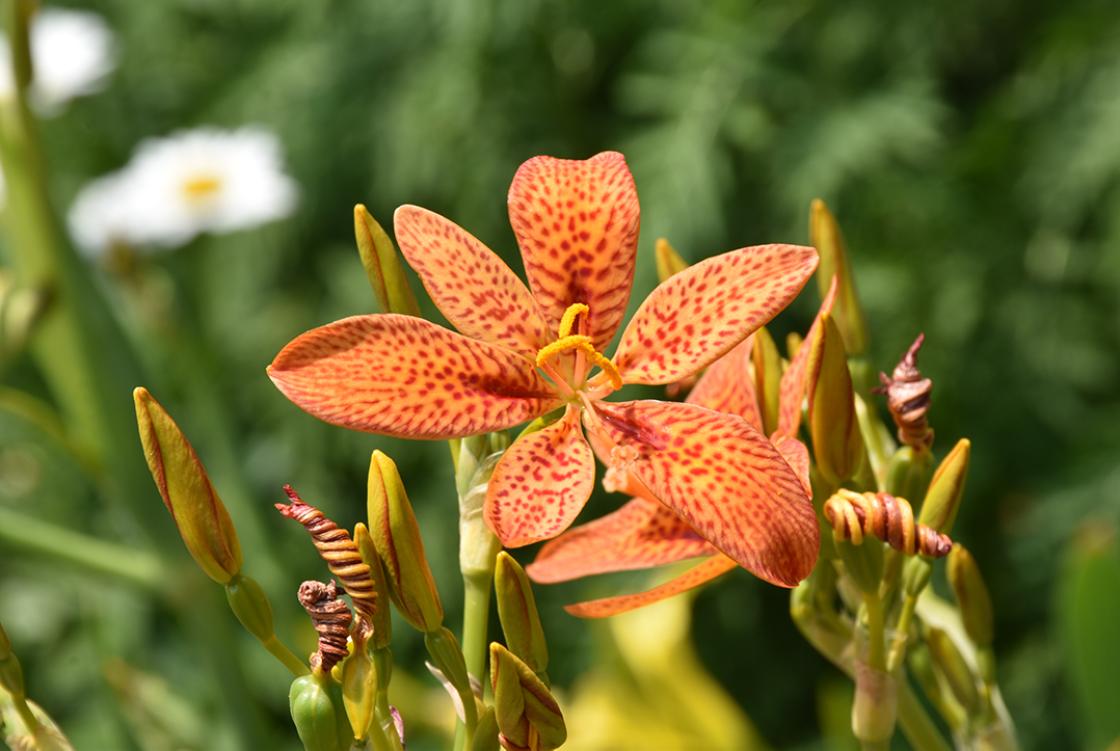 Photograph of Blackberry Lilly in the Sunken Garden at Cranbrook House & Gardens, taken July 26, 2019 by Eric Franchy. 