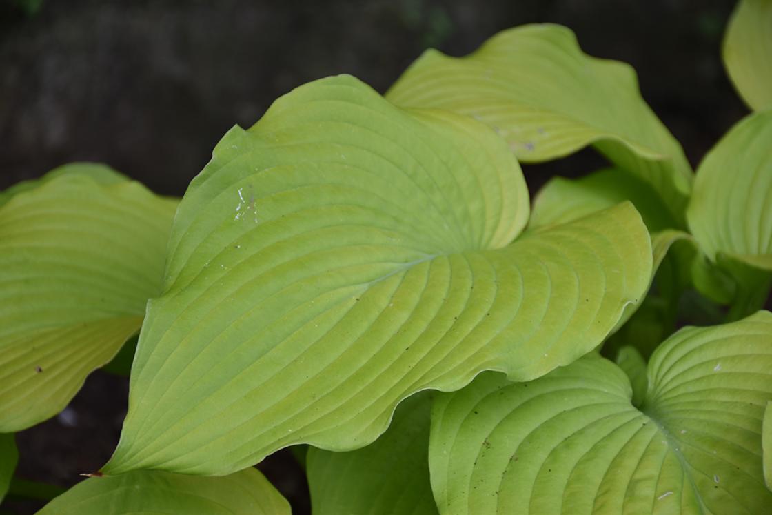 Photograph of a hosta at Cranbrook Gardens, summer 2020.