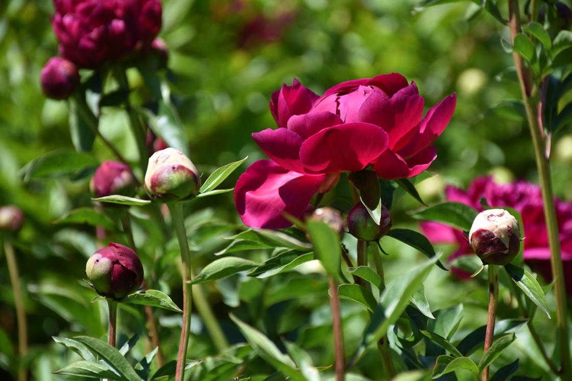 Peonies at the Reflecting Pool at Cranbrook House & Gardens. Photography by Eric Franchy.