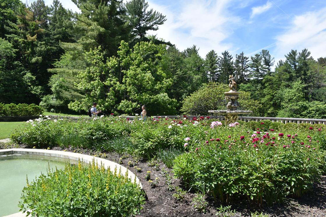 Peonies at the Reflecting Pool at Cranbrook House & Gardens. Photograph by Eric Franchy.