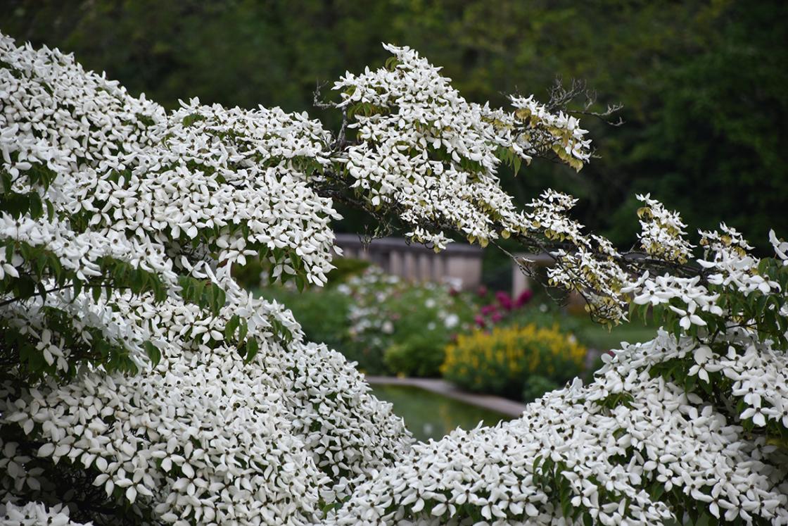 Cornus kousa (common name: kousa dogwood) at Cranbrook House & Gardens, June 2019. Photograph by Eric Franchy.