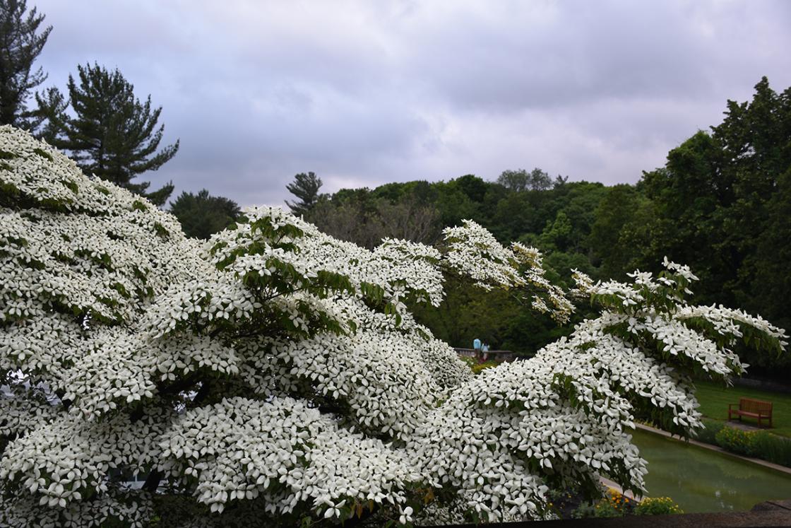 Cornus kousa in the Shady Walk. Common name: kousa dogwood. Photograph taken Thursday, June 20, 2019.