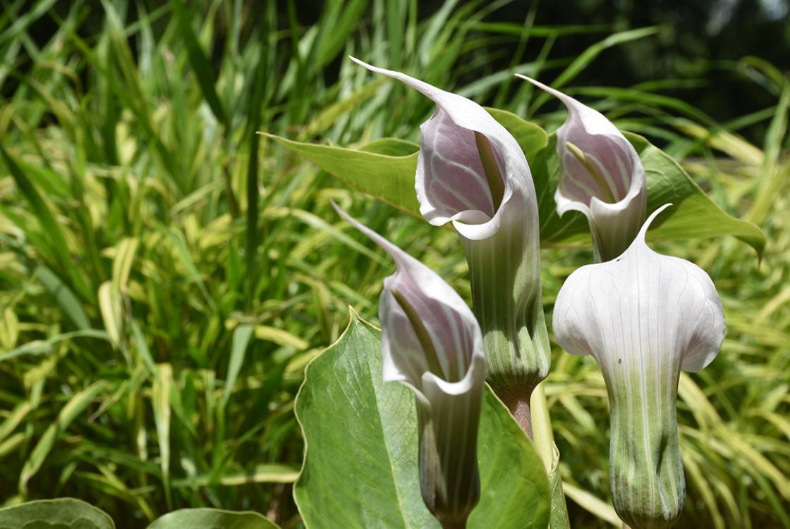 Arisaema candidissimum (jack-in-the-pulpit) in the Shady Walk at Cranbrook House & Gardens. Photograph taken Tuesday, July 2, 2019.