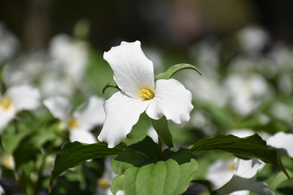 Photograph of trillium.