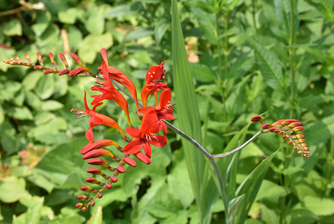 Photograph of Crocosmia in the Sunken Garden at Cranbrook House & Gardens, July 2019. Copyright Cranbrook House & Gardens.