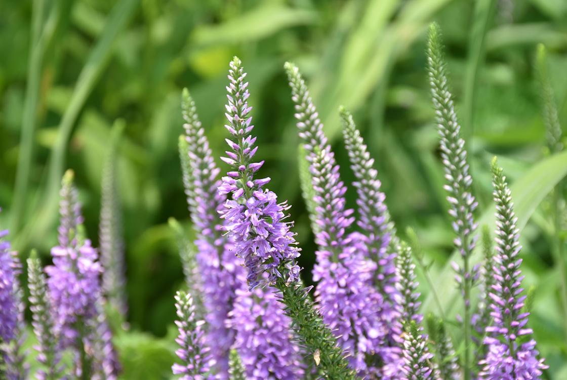 Photograph of Veronica in the Sunken Garden at Cranbrook House & Gardens, July 2019. Copyright Cranbrook House & Gardens.