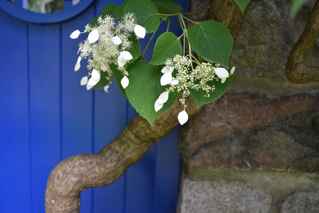 Schizophragma (climbing hydrangea) in the Sunken Garden (planted here by the Booths). Photograph taken Friday, July 12, 2019.