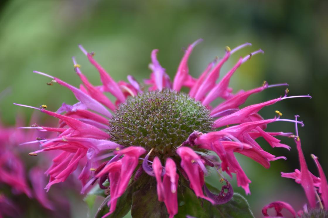 Photograph of Monarda (bee balm) in the Butterfly Garden at Cranbrook House & Gardens. Photograph taken Friday, July 26, 2019.