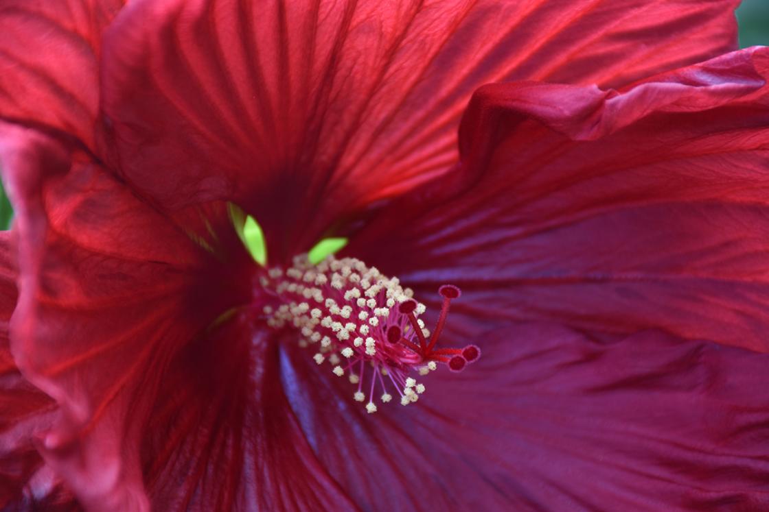 Photograph of hibiscus in the Sundial Garden at Cranbrook House & Gardens, August 2019.