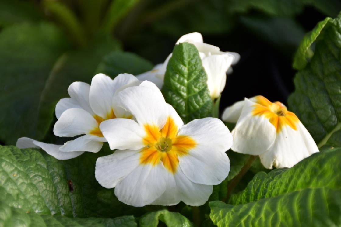 Photo of a white prim rose at Cranbrook House & Gardens