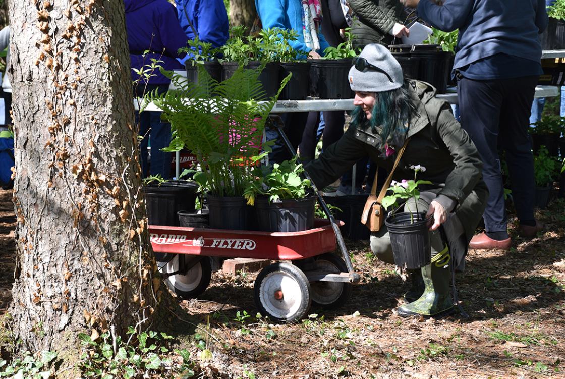 Photo of a shopper at the Cranbrook Spring Plant Sale.